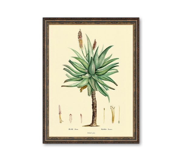 Aloe Medical Plant Botanicals Floral Antique Plant and Herb Drawings Kitchen Art Decorative Print BUY 3 Get 4th PRINT FREE For Sale