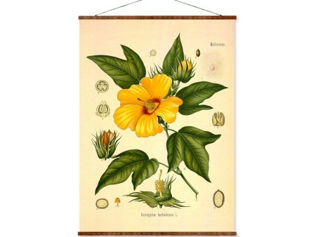 Creole Cotton (Gossypium Barbadense) Vintage Medical Botanicals Antique Plant and Herb Drawing Ready to Hang Kitchen Art Decor Canvas Scroll Sale