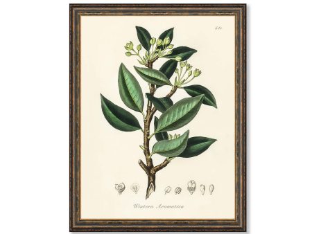 Wintera Aromatica illustration Botanicals Antique Plant Drawings Kitchen Art Decorative Print BUY 3 Get 4th PRINT FREE Online