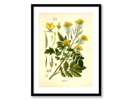 White Mustard Sinapis-alba Vintage Medical Botanicals Antique Plant and Herb Drawings  Kitchen Art Decorative Print BUY 3 Get 4th PRINT FREE For Sale