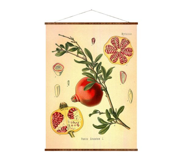 Pomegranate (Punica Granatum) Vintage Medical Botanicals Antique Plant and Herb Drawings Ready to Hang Kitchen Art Decorative Canvas Scroll Online Sale