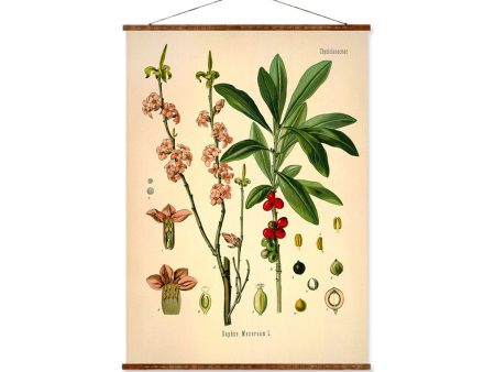 Paradise Plant (Daphne Mezereum) Vintage Medical Botanicals Antique Plant and Herb Drawings Ready to Hang Kitchen Art Decor Canvas Scroll Online