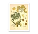 Ferula Galbaniflua Vintage Medical Botanicals Antique Plant and Herb Drawings Kitchen Art Decorative Print BUY 3 Get 4th PRINT FREE Online now