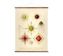 Acanthostaurus Vintage Poster on Canvas Ernst Haeckel Illustration Art Ready to Hang Antique Wall Decor Roll Down Canvas Scroll For Discount