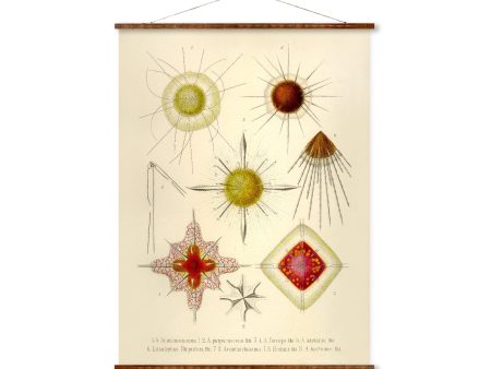 Acanthostaurus Vintage Poster on Canvas Ernst Haeckel Illustration Art Ready to Hang Antique Wall Decor Roll Down Canvas Scroll For Discount