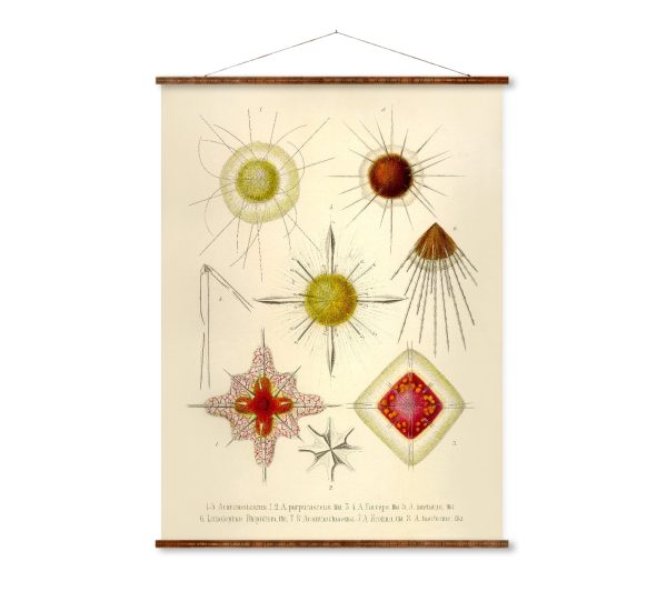 Acanthostaurus Vintage Poster on Canvas Ernst Haeckel Illustration Art Ready to Hang Antique Wall Decor Roll Down Canvas Scroll For Discount