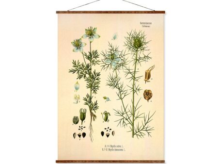 Black Cumin (Nigella Sativa) Vintage Medical Botanicals Antique Plant and Herb Drawings Ready to Hang Kitchen Art Decorative Canvas Scroll For Cheap