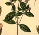 Mentha Piperita, Peppermint Botanical Antique Plant and Herb Drawings Kitchen Art Decorative Print BUY 3 Get 4th PRINT FREE Sale