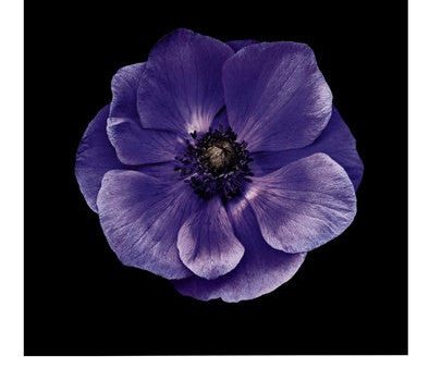 Poppy Anemone on Sale