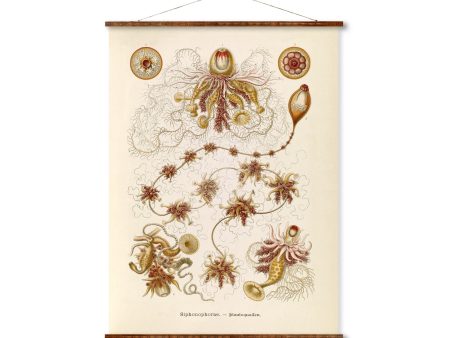 Siphonophorae 1 Vintage Poster on Canvas Ernst Haeckel Illustration Art Ready to Hang Antique Wall Decor Roll Down Canvas Scroll Sale