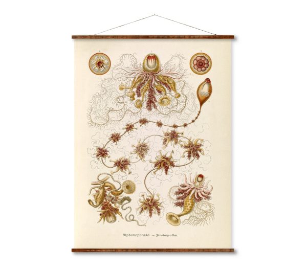 Siphonophorae 1 Vintage Poster on Canvas Ernst Haeckel Illustration Art Ready to Hang Antique Wall Decor Roll Down Canvas Scroll Sale