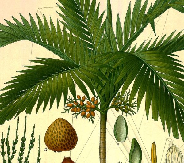 Betel Palm (Areca Catechu) Vintage Medical Botanicals Antique Plant and Herb Drawings Ready to Hang Kitchen Art Decorative Canvas Scroll Online Sale