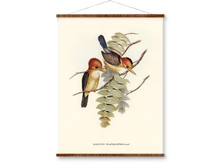 Yellow-Billed Kingfisher (Halcyon Flavirostris) Bird Illustration on Canvas Ready to Hang Decorative Antique Wall Decor Canvas Scroll For Discount