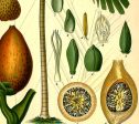 Betel Palm (Areca Catechu) Vintage Medical Botanicals Antique Plant and Herb Drawings Ready to Hang Kitchen Art Decorative Canvas Scroll Online Sale