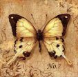 Clair s Butterfly II Online Sale