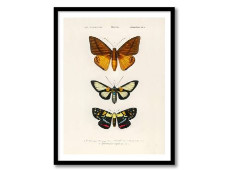 Vintage Butterfly Plate 8  Illustration Art Decorative Wall Print Poster Science Chart Home Decor Wall Hangings BUY 3 Get 4th PRINT FREE on Sale