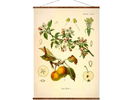 Apple (Pirus Malus) Vintage Medical Botanicals Antique Plant and Herb Drawings Ready to Hang Kitchen Art Decorative Canvas Scroll Online