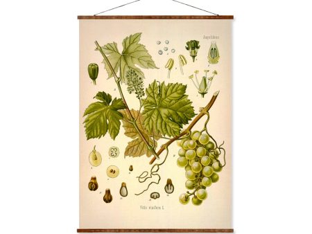 Grape (Vitis Vinifera) Vintage Medical Botanicals Antique Plant and Herb Drawings Ready to Hang Kitchen Art Decorative Canvas Scroll For Sale