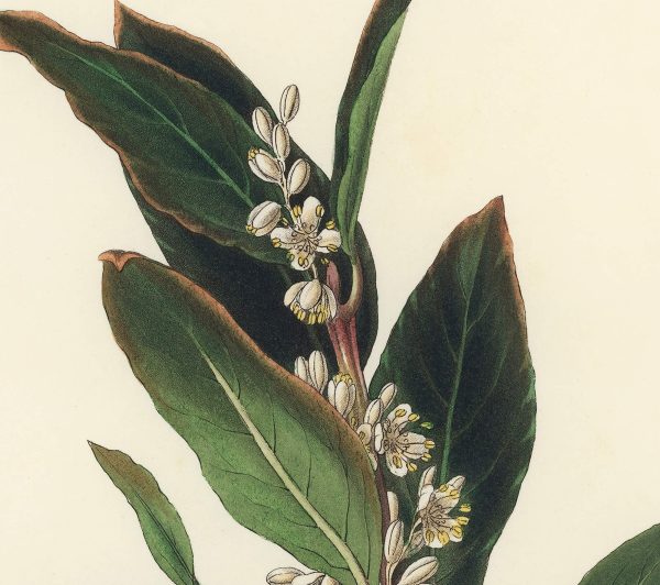 Bay laurel (Laurus nobilis)  Antique Plant and Herb Drawings Ready to Hang Kitchen Decorative Canvas Scroll Online now