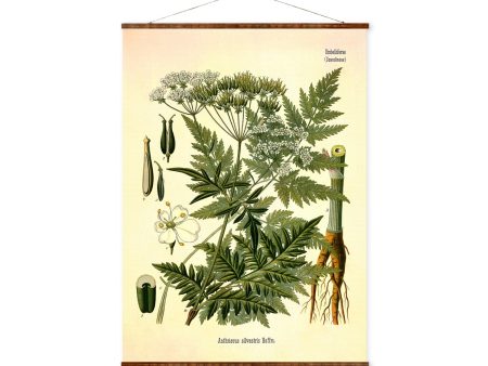 Wild Chervil (Anthriscus cerefolium) Vintage Medical Botanicals Antique Plant Herb Drawings Ready to Hang Kitchen Art Decor Canvas Scroll Discount