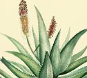 Aloe Medical Plant Botanicals Floral Antique Plant and Herb Drawings Kitchen Art Decorative Print BUY 3 Get 4th PRINT FREE For Sale