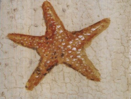 Starfish Cheap