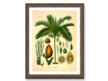 Betel Palm Areca Catechu Vintage Medical Botanicals Antique Plant and Herb Drawings Kitchen Art Decorative Print BUY 3 Get 4th PRINT FREE Cheap