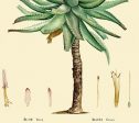 Aloe Medical Plant Botanicals Floral Antique Plant and Herb Drawings Kitchen Art Decorative Print BUY 3 Get 4th PRINT FREE For Sale