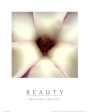 Beauty - White Magnolia Online Hot Sale