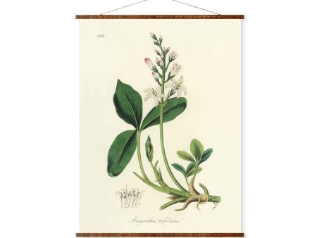 Bogbean (Menyanthes Trifoliata) Vintage Botanicals Antique Plant and Herb Drawings Ready to Hang Kitchen Decorative Canvas Scroll For Sale