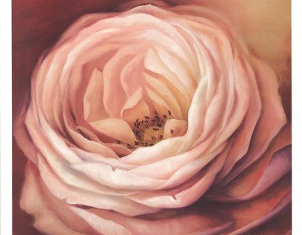 Rose Portrait on Sale