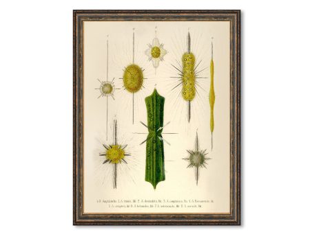 Amphilonche Vintage Poster Ernst Haeckel Illustration Art Decorative Wall Print Poster Art Home Decor Wall Hangings BUY 3 Get 4th PRINT FREE Online now