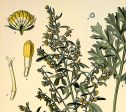 Absinth Medical Botanicals Antique Plant and Vintage Herb Drawings Ready to Hang Kitchen Art Decorative Canvas Scroll Sale