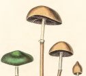 Agaricus Semiglobatus Mushrooms Vintage Medical Botanicals Antique Plant and Herb Drawings Ready to Hang Kitchen Decorative Canvas Scroll Online