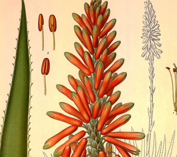 Aloe Plant Succotrina Vintage Medical Botanicals Antique Plant and Herb Drawings Kitchen Art Decorative Print BUY 3 Get 4th PRINT FREE on Sale