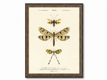 Vintage Butterfly Chart Plate 3 Illustration Decorative Wall Print Dragonfly Science Chart Home Decor Wall Hangings BUY 3 Get 4th PRINT FREE For Discount