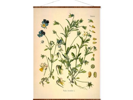 Wild Pansy(Viola Heartsease) Vintage Medical Botanicals Antique Plant and Herb Drawings Ready to Hang Kitchen Art Decorative Canvas Scroll Online Sale