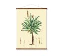 Aloe Plant Vintage Medical Botanicals Antique Herb Drawings Ready to Hang Kitchen Art Decorative Canvas Scroll Supply