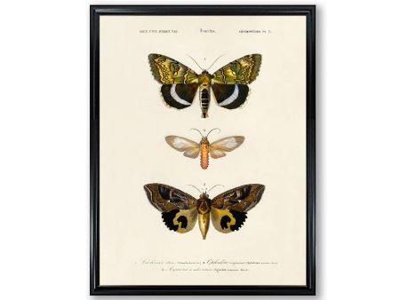 Vintage Butterfly Chart Plate 15b  Illustration Decorative Wall Print Poster Science Chart Home Decor Wall Hangings BUY 3 Get 4th PRINT FREE Online Hot Sale