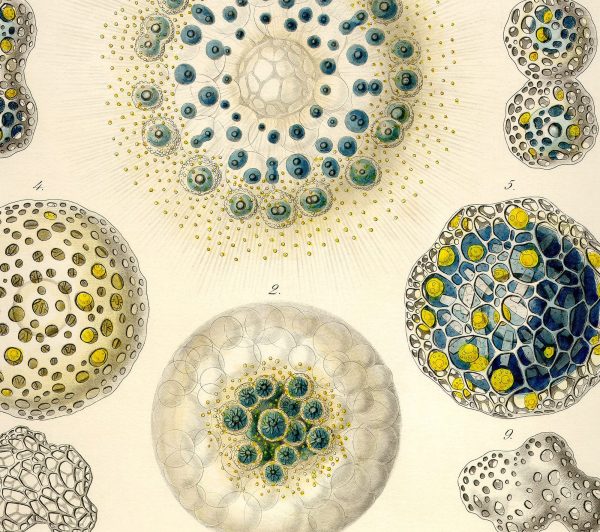 Collosphaera Vintage Poster Ernst Haeckel Illustration Art Decorative Wall Print Poster Home Decor Wall Hangings BUY 3 Get 4th PRINT FREE Online Hot Sale