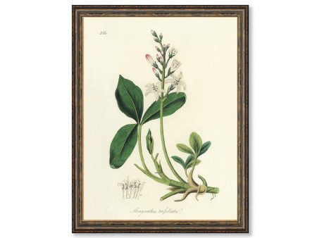 Bogbean (Menyanthes Trifoliata) Floral Antique Plant and Herb Drawings  Kitchen Art Decorative Print BUY 3 Get 4th PRINT FREE Hot on Sale