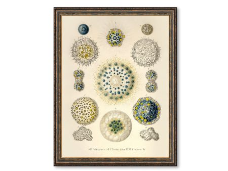 Collosphaera Vintage Poster Ernst Haeckel Illustration Art Decorative Wall Print Poster Home Decor Wall Hangings BUY 3 Get 4th PRINT FREE Online Hot Sale