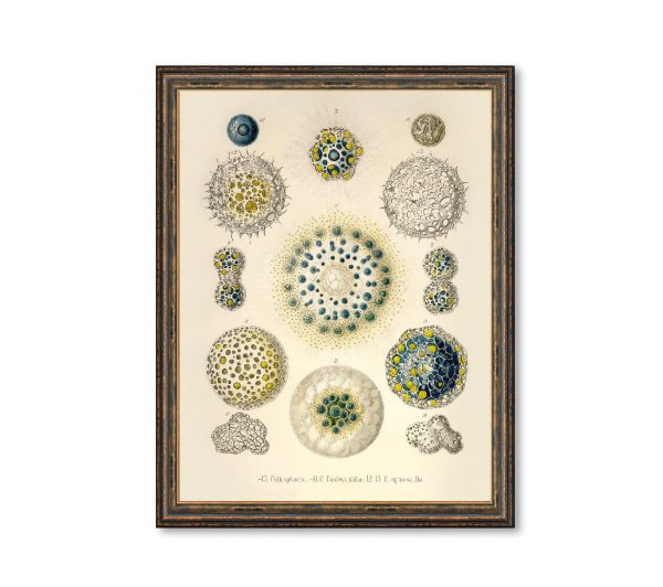 Collosphaera Vintage Poster Ernst Haeckel Illustration Art Decorative Wall Print Poster Home Decor Wall Hangings BUY 3 Get 4th PRINT FREE Online Hot Sale