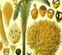 African Oil Palm (Elaeis Guineensis) Vintage Medical Botanicals Antique Plant and Herb Drawings Ready to Hang Kitchen Art Canvas Scroll Sale