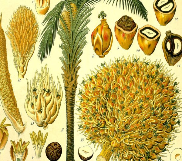 African Oil Palm (Elaeis Guineensis) Vintage Medical Botanicals Antique Plant and Herb Drawings Ready to Hang Kitchen Art Canvas Scroll Sale