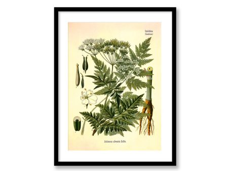 Wild Chervil Anthriscus cerefolium Vintage Medical Botanicals Antique Plant and Herb Drawings  Kitchen Art Print BUY 3 Get 4th PRINT FREE Online now