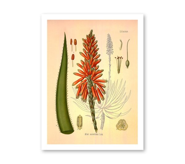 Aloe Plant Succotrina Vintage Medical Botanicals Antique Plant and Herb Drawings Kitchen Art Decorative Print BUY 3 Get 4th PRINT FREE on Sale