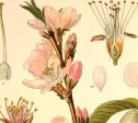 Almond Rosaceae Amygdalus Communis Vintage Medical Botanicals Antique Plant and Herb Drawings  Kitchen Art Print BUY 3 Get 4th PRINT FREE Fashion