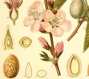 Almond Rosaceae Amygdalus Communis Vintage Medical Botanicals Antique Plant and Herb Drawings  Kitchen Art Print BUY 3 Get 4th PRINT FREE Fashion