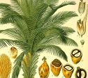 African Oil Palm (Elaeis Guineensis) Vintage Medical Botanicals Antique Plant and Herb Drawings Ready to Hang Kitchen Art Canvas Scroll Sale